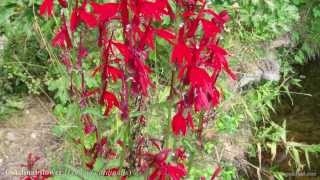 Cardinal Flower in the Wild