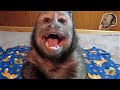 Capuchin Monkey Bedtime Crybaby CUTE