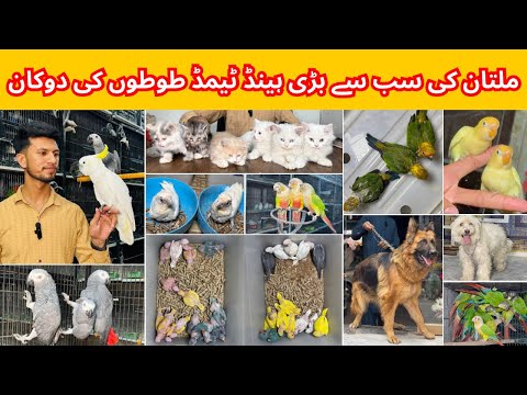 Multan Birds Market