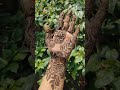 Mehndi 🌝
