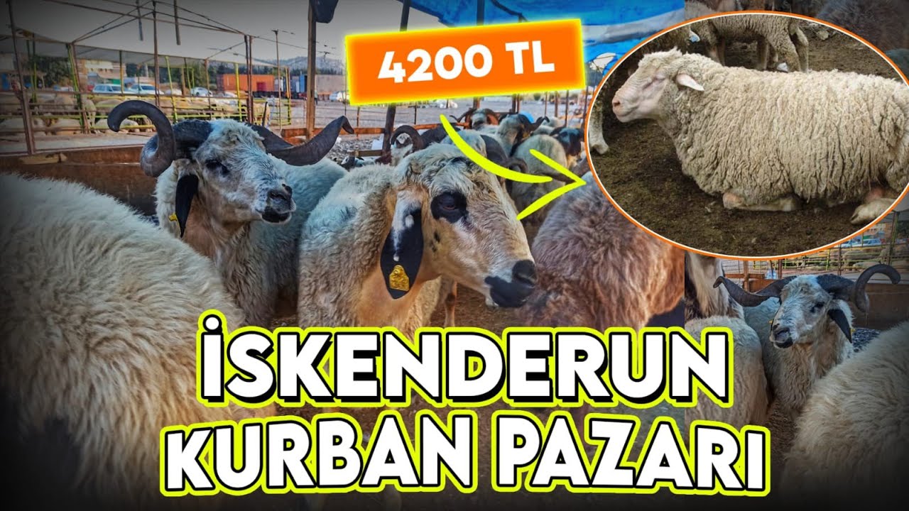 KURBAN'LIK FİYATLARI DUDAK UÇUKLATTI!!(İSKENDERUN KURBAN PAZARI 2021