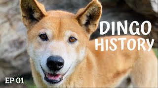 EP 01 WHERE DID DINGOES COME FROM? // Dingo History and Common Misconceptions