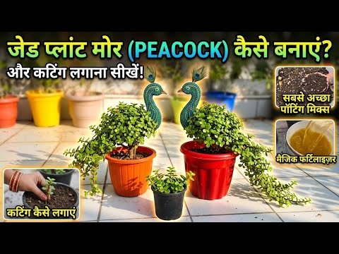 Jade Plant Peacock Topiary: 1st Day Setup+मैजिक फर्टिलाइजर और बेस्ट पॉटिंग मिक्स /organicgardening