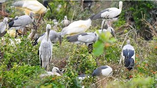 071-Wonderful -The Living Tree: Home to Many Birds and Animals