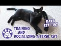 Training And Socializing A Feral Cat * Part 16 * Days 137 - 147 * Cat Video Compilation