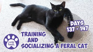 Training And Socializing A Feral Cat * Part 16 * Days 137  147 * Cat Video Compilation