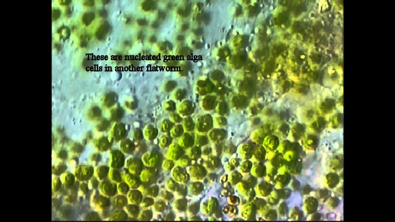 endosymbiosis YouTube