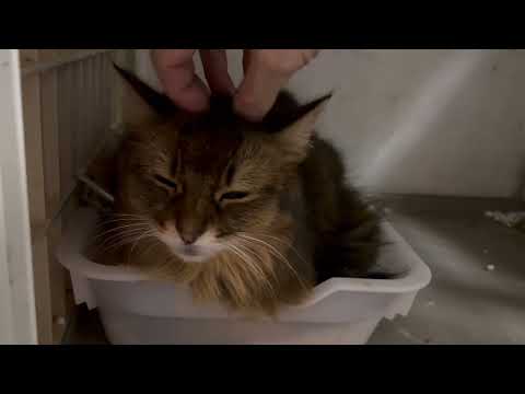 【字幕で猫紹介】怒りん坊 猫 ソマリちゃんが、だんだん人馴れしてくる様子