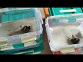 Coba Eksperimen Baby Ball Python di Kasih Pinkbul Tikus Rat