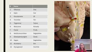 Cranial nerves