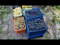 Урожай сибирского  винограда 2021