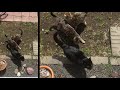 サクラマスを庭にばらまく ネコにおすそ分け