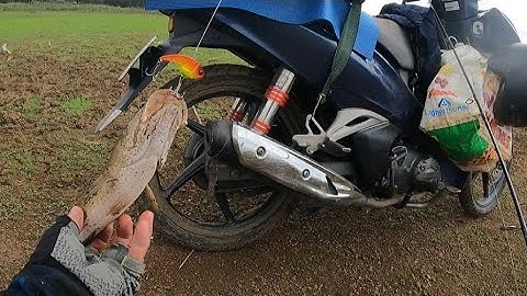 Câu cá lóc tự nhiên P17#sông ray có biến ghé về đập bầu cạn