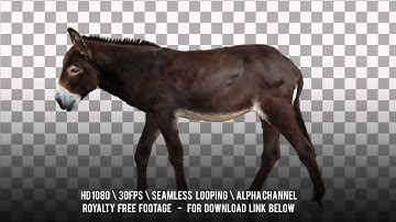 Donkey walking. Isolated and cyclical animation. Alpha channel included.