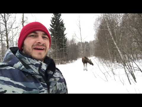 Видео: Купува ли Bull Moose употребявани компактдискове?