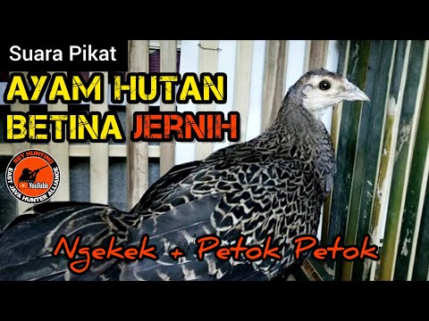 suara ayam hutan hijau betina minta kawin