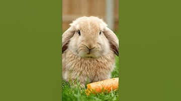 Cutest Bunny Ever! 🐰 Crunching Carrot with Adorable Sounds 🥕 #asmr #shorts #shortvideo #short