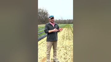 Treating NE Arkansas strawberries with Concept AgriTek