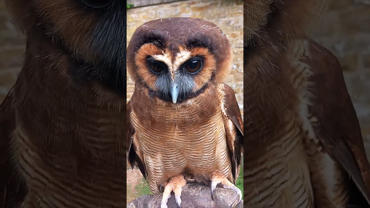 CLOSE-UP ON BROWN WOOD OWL!