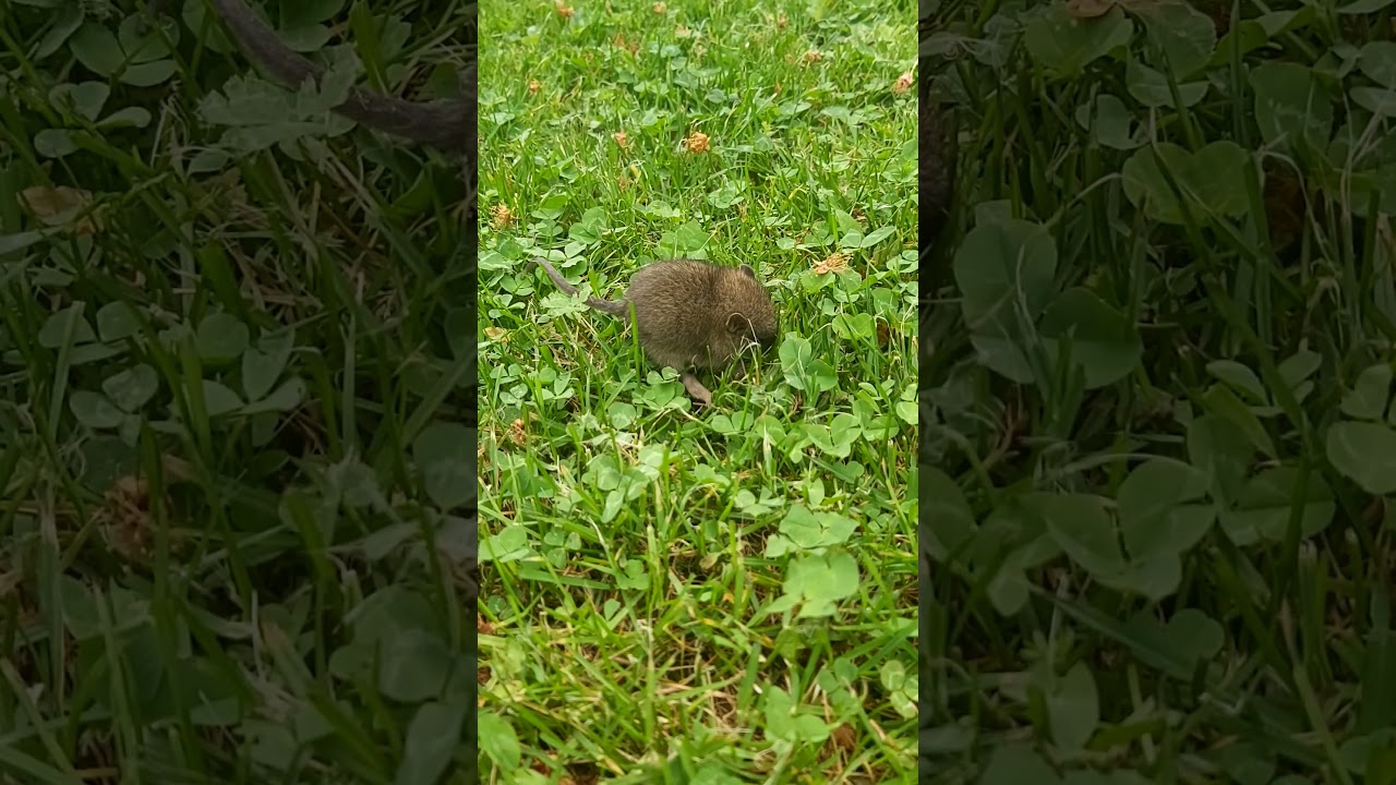 Common Vole (Microtus Arvalis)