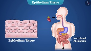 Animal Tissues : Epithelial | Part 1/1 | English | Class 9