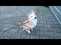 車に乗りたいとアピールする柴犬