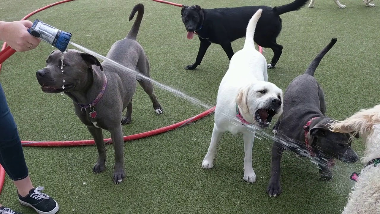 Great Neck Doggie Daycare dogs and water hose YouTube