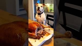 You Think Dog Is Innocent? Comment Now..