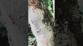 Cinematic Ant Daily Routine Short Clip 6 #Cinematic #Nature #Travel #Vlog #Satisfying