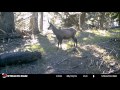 Faune alpine au piège-photo