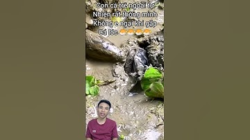 Cận cảnh cá lóc e lo sợ khi gặp cá trê #cacconvat #docla #fishing