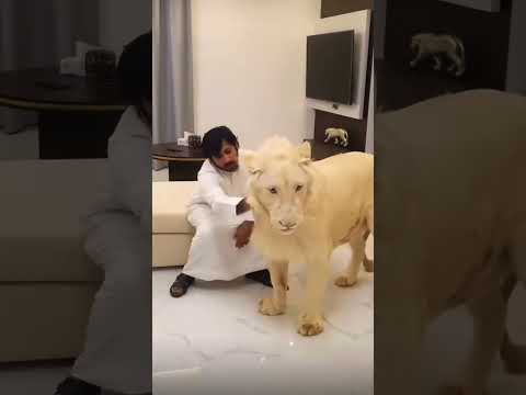 Crazy??😳#shorts #shortvideo #growth #viral #animals #subscribe #lion #viralshort