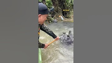 Cá Lớn - vợt Cá Rô Phi cả đàn đơn giản 😱 #khacthuyvlogg