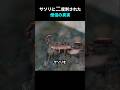 サソリに二度刺された僧侶が教えてくれた真実