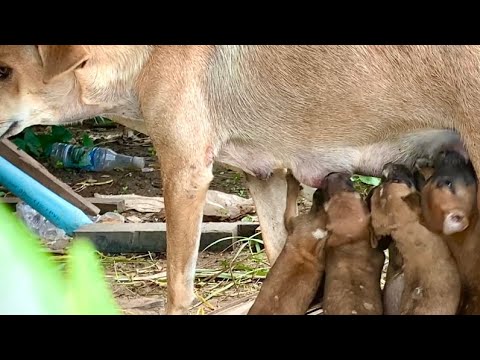 Heartbreaking: Skinny Stray Mother Dog Struggles to Feed Her Newborn ...