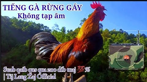 Tiếng gà rừng gáy chuẩn nhất 2023. Suab lau qaib qus qua zoo dib tuaj 💯%