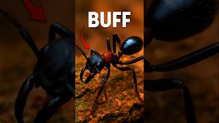 Ants don’t use muscles. They use MATH. #ants  #naturefacts  #shorts