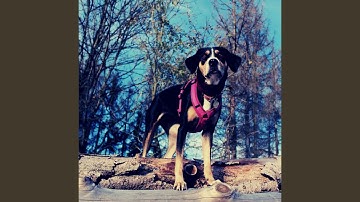 Remarkable Backdrops for Calm Puppies