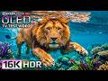 Breathtaking 16K HDR Dolby Vision OLED Test | Ultra HD 120FPS Visual Experience (8K/4K)