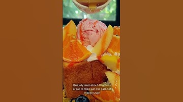 How is maple syrup made?