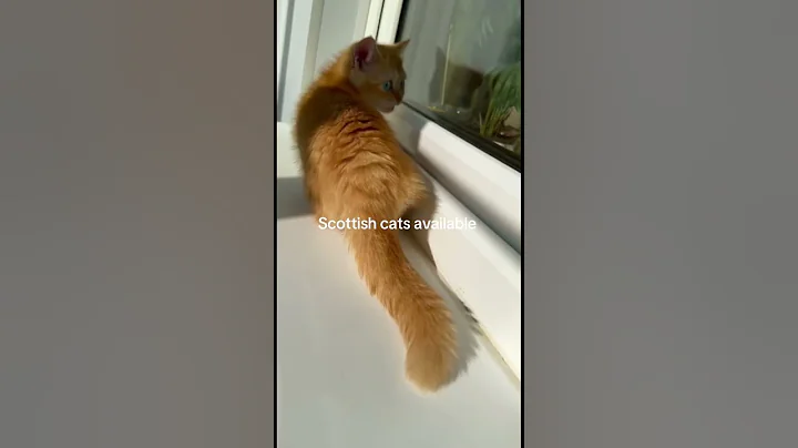 Video 8237731: munchkin scottish, scottish kitten