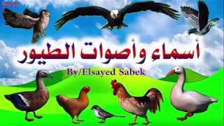 أسماء وأصوات الطيور للاطفال تعليم أصوات الطيور للأطفال باللغة العربية ..Sounds of birds