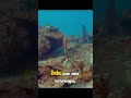 Berburu Lobster