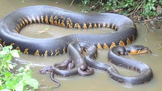 This Giant Snake Is a Real-Life Monster of the Swamps