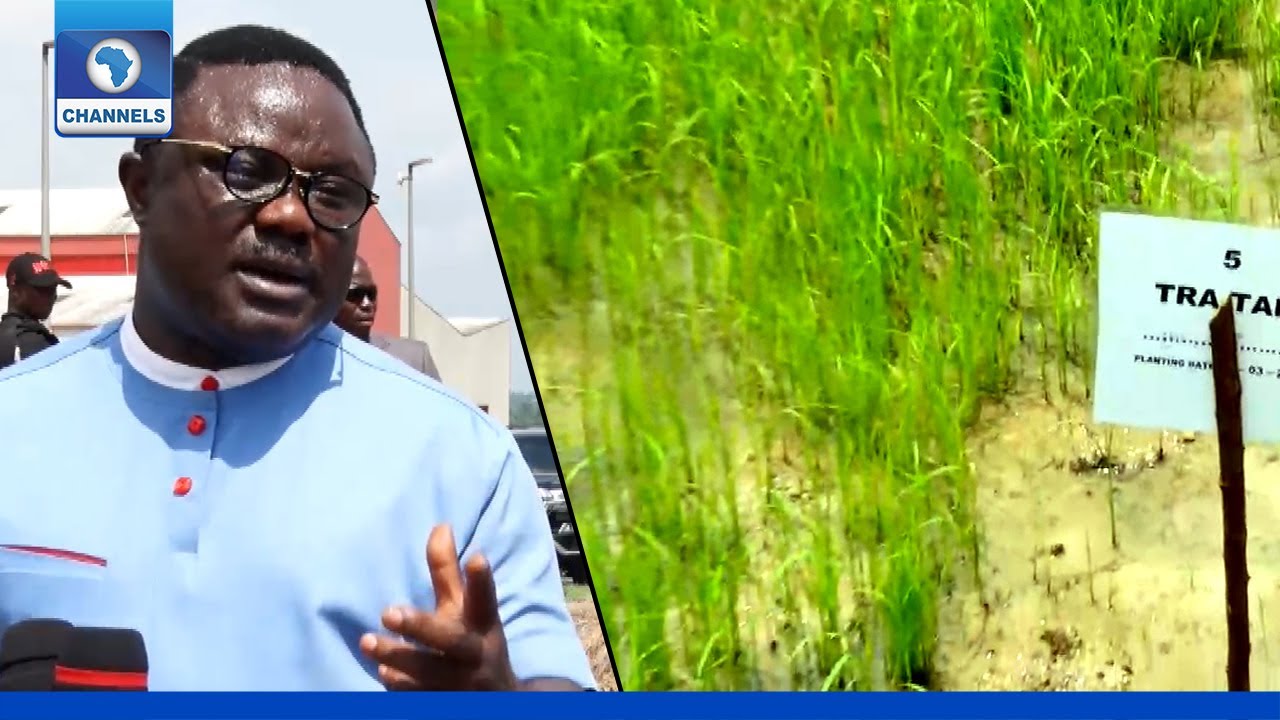 Cross River Govt Cultivates Special Grass To End Farmers, Herders ...