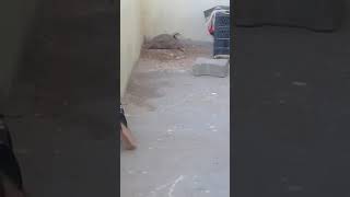 Özgür Bir Keklik Olsam Keşke 2019