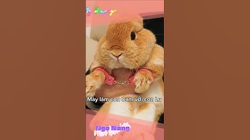 Lưới trời lồng lộng #ngonang