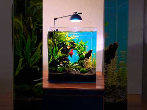 Betta fish tank idea #shorts #aquarium #viral ‎
