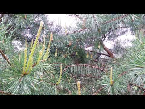 Формировка кроны сосны и елки. Мой опыт.