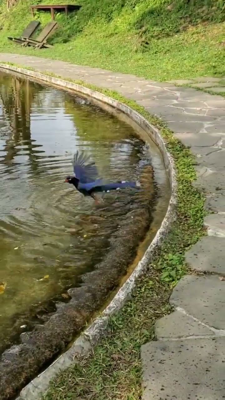 台灣藍鵲下水洗澡